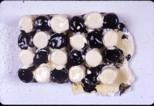 slidesbb1194
